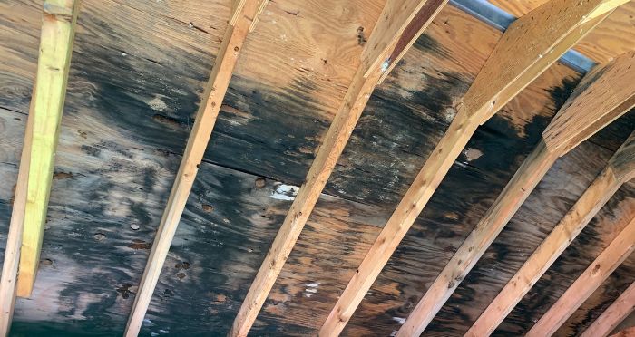 Cleaning Black Mold from Your Deck